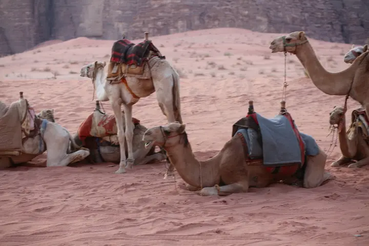 Вади-Рум: Кемпинг Wadi Rum Night Luxury