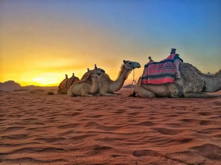 Вади-Рум: Bedouin habits tours camp