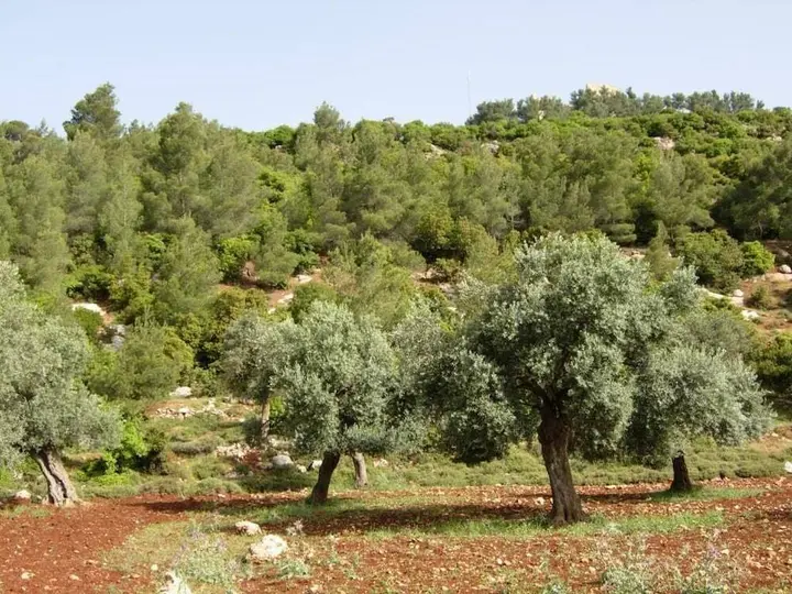 Джараш: Ajloun Hotel