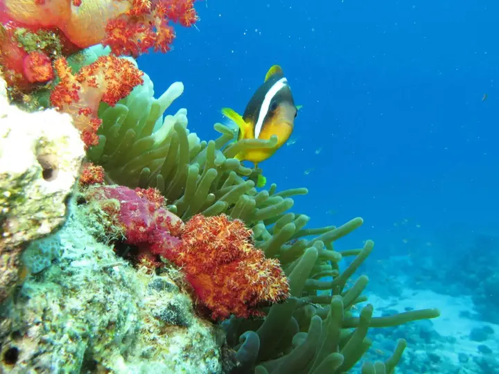 Акаба: Red Sea Dive Center - Hotel & Dive Center
