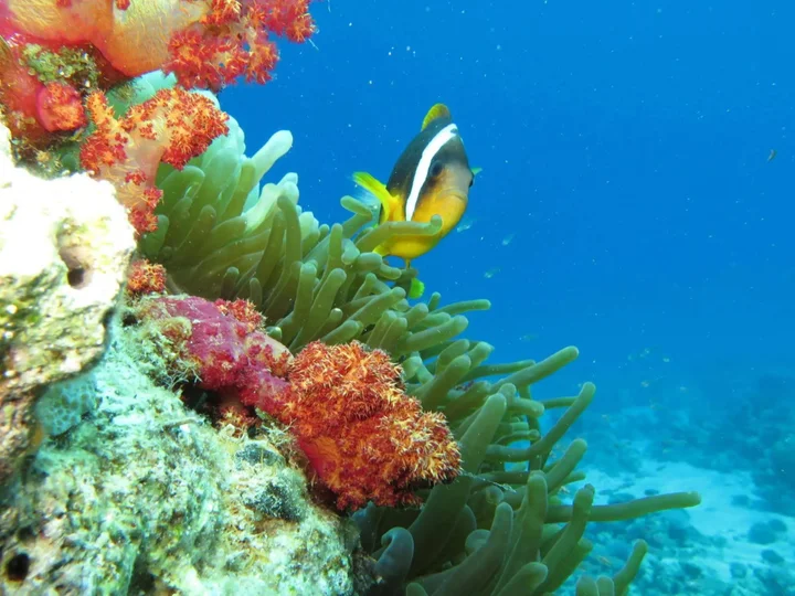 Акаба: Red Sea Dive Center - Hotel & Dive Center