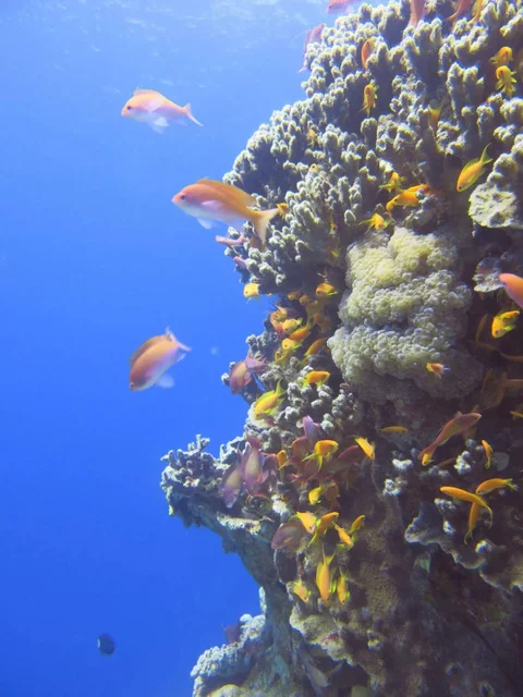 Акаба: Red Sea Dive Center - Hotel & Dive Center