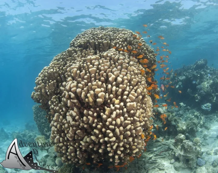 Акаба: Aqaba Adventure Divers Resort
