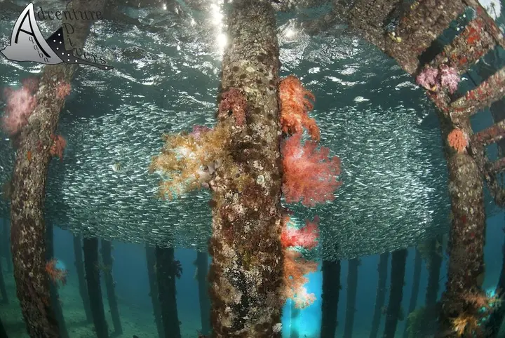 Акаба: Aqaba Adventure Divers Resort