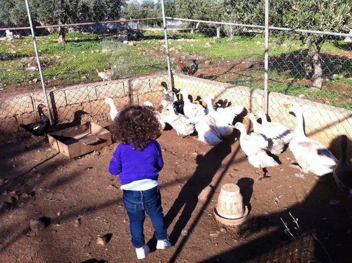 Солт: Dibeen Eco Farm House