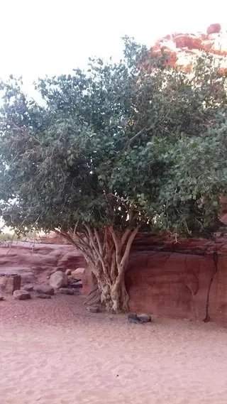 Вади-Рум: Wadi Rum Cave Camp