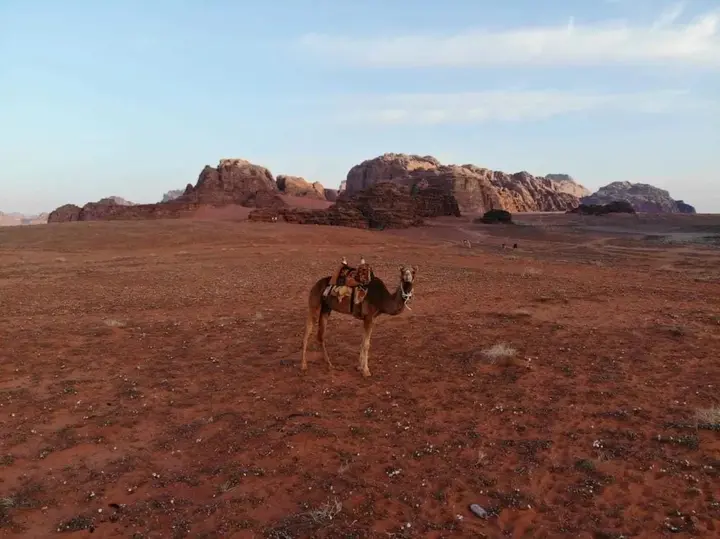 Вади-Рум: Bedouin Roads Camp