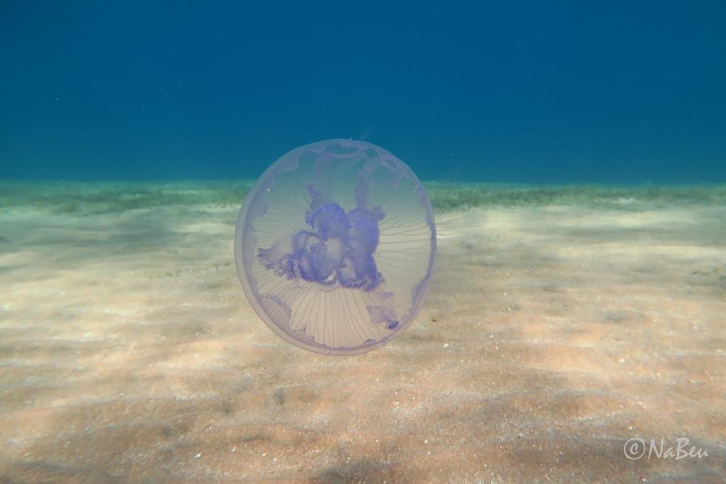 Акаба: Bait al Aqaba Dive Center & Resort