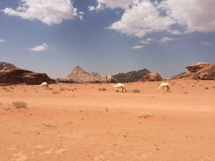Вади-Рум: Wild Wadi Rum