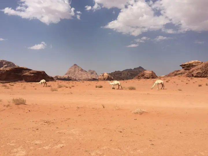 Вади-Рум: Wild Wadi Rum
