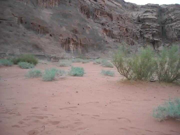 Вади-Рум: Bedouin House Camp