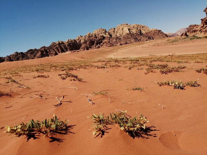 Вади-Рум: Desert Star Camp Wadi Rum