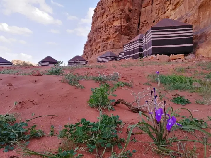 Вади-Рум: Wadirum Desert Tours camp