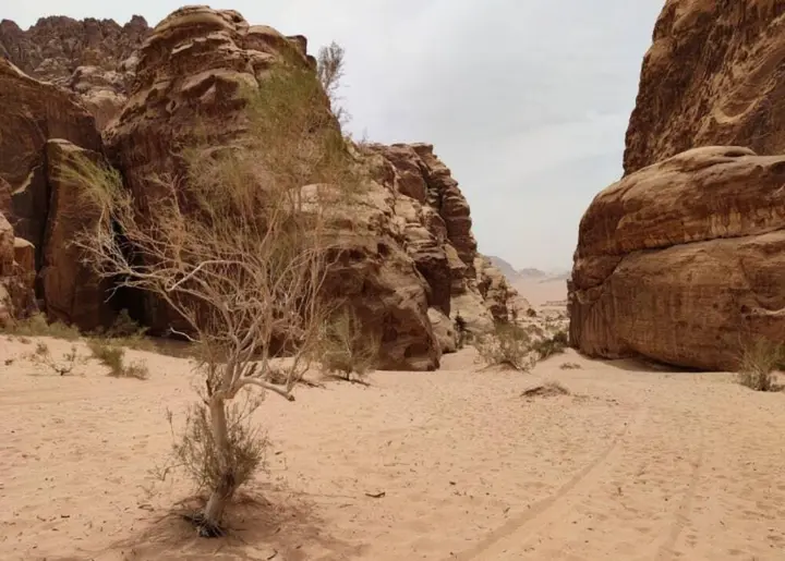 Вади-Рум: Wadi Rum Tribe - Campsite