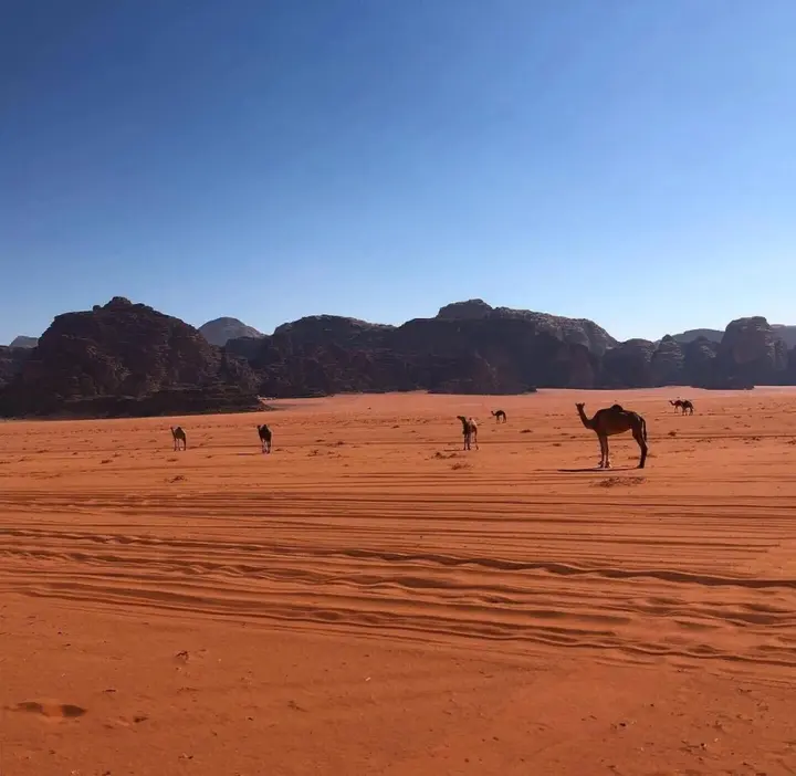 Вади-Рум: Rashed Awwad Camp With Tour