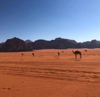 Вади-Рум: Rashed Awwad Camp With Tour