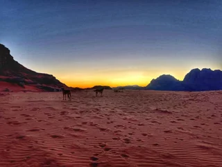 Вади-Рум: Wadi Rum Bedouin Tour with a Camp