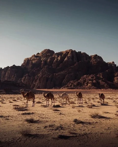 Вади-Рум: Wadi Rum Stargazing Desert Camp Travel