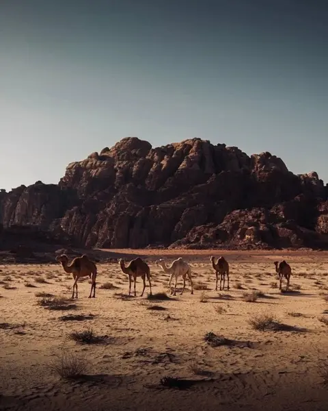 Вади-Рум: Wadi Rum Stargazing Desert Camp Travel