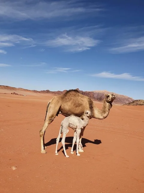 Вади-Рум: Wadi Rum Wanderlust Camp