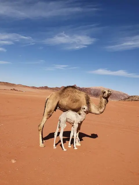Вади-Рум: Wadi Rum Wanderlust Camp