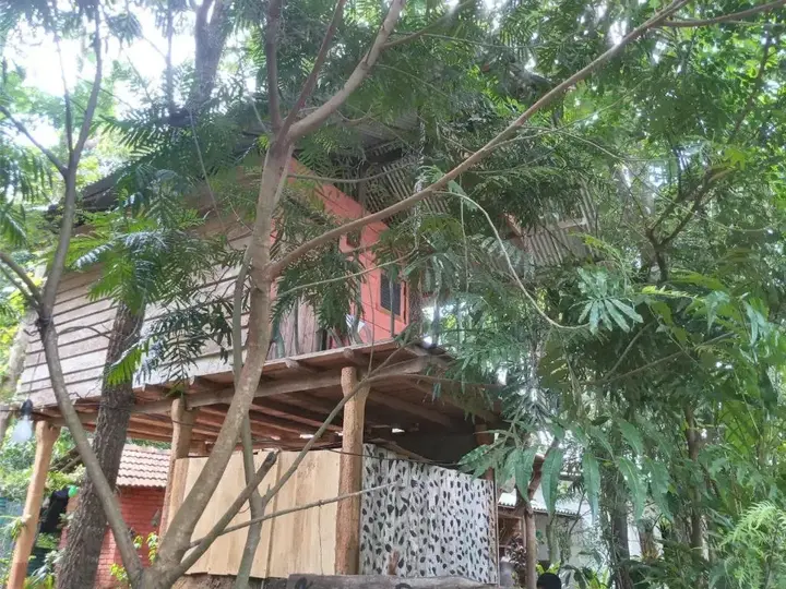 Хабарана: Angry Birds Tree house
