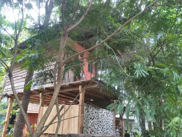 Хабарана: Angry Birds Tree house