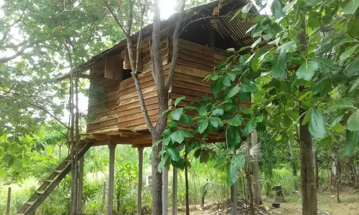 Хабарана: Angry Birds Tree house