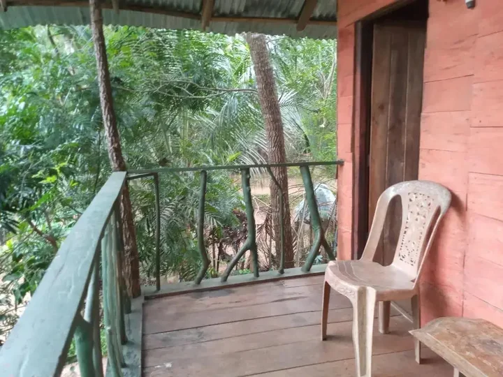 Хабарана: Angry Birds Tree house
