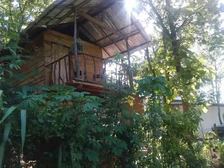 Angry Birds Tree house — фото 4