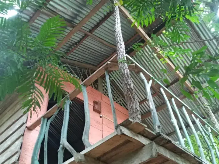 Хабарана: Angry Birds Tree house