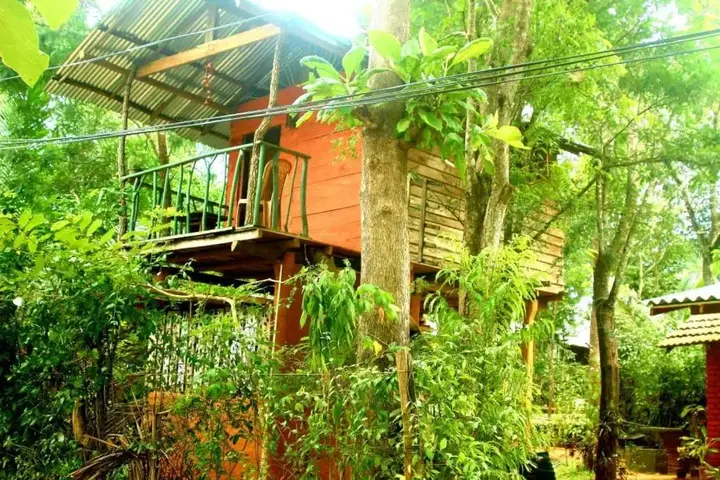 Хабарана: Angry Birds Tree house
