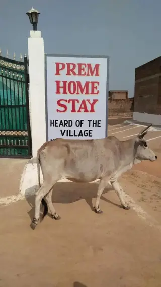 Кхаджурахо: Prem Homestay