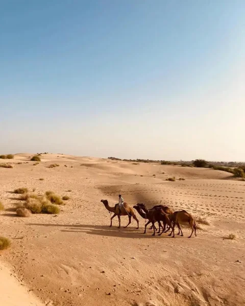 Джайсалмер: Hitesh Desert Safari Khuri