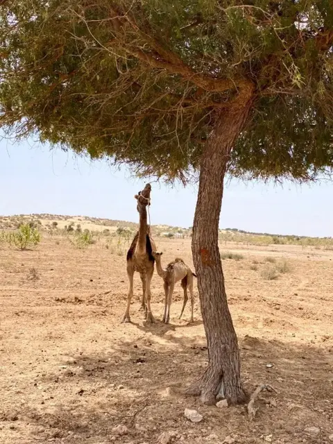 Джайсалмер: Hitesh Desert Safari Khuri