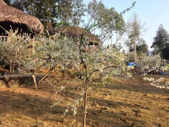 Бакха: Sa House Bac Ha