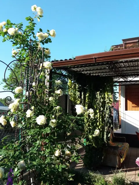 Ейск: Гостевой Дом Rose