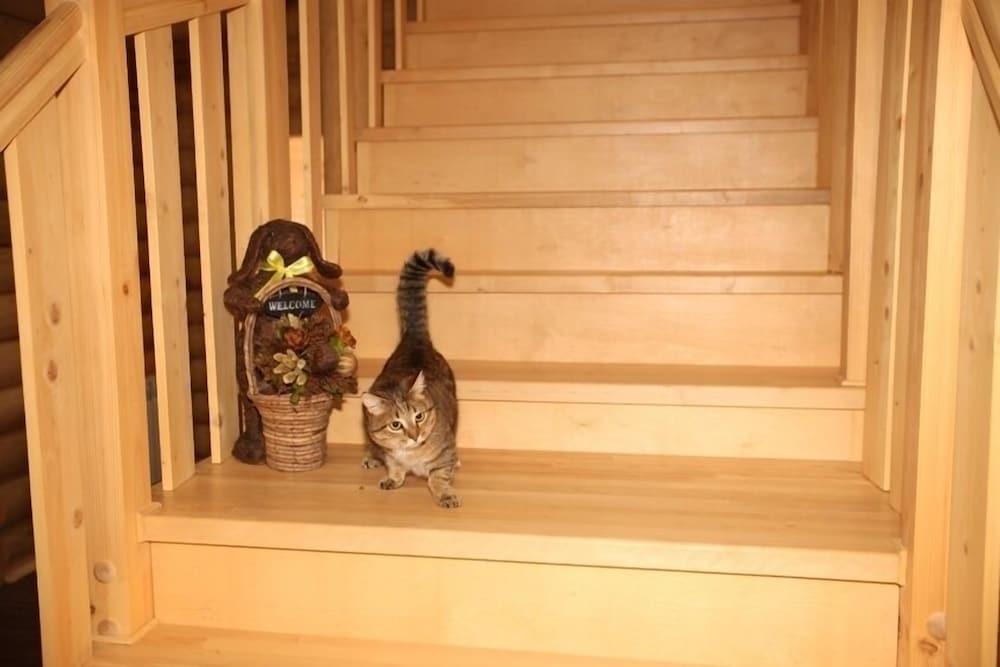 Гостевой дом «Толстый кот» — фото 6