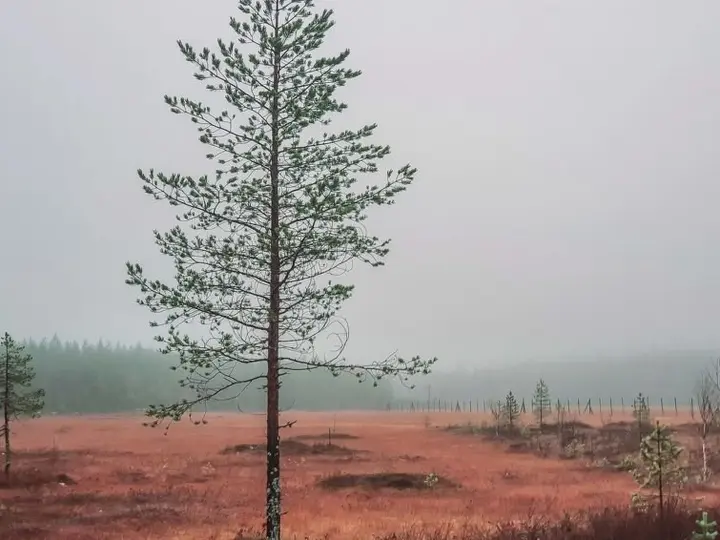 Костомукша: Domnan Pirtti