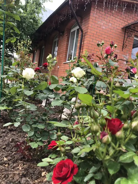 Суздаль: Гостевой дом Волшебный сад