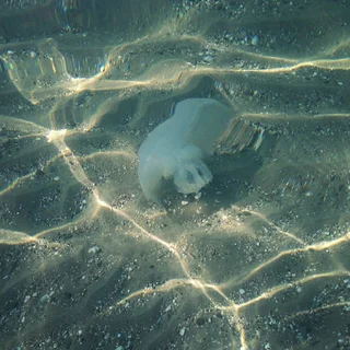 Прибрежное (Сакский район): Гостевой Дом Coral
