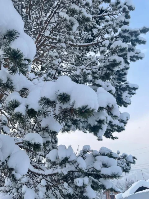 Байкальск: Baikal Best Edelweiss