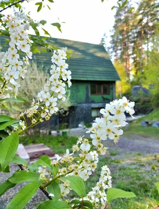Манжерок: Дом в сосновом лесу
