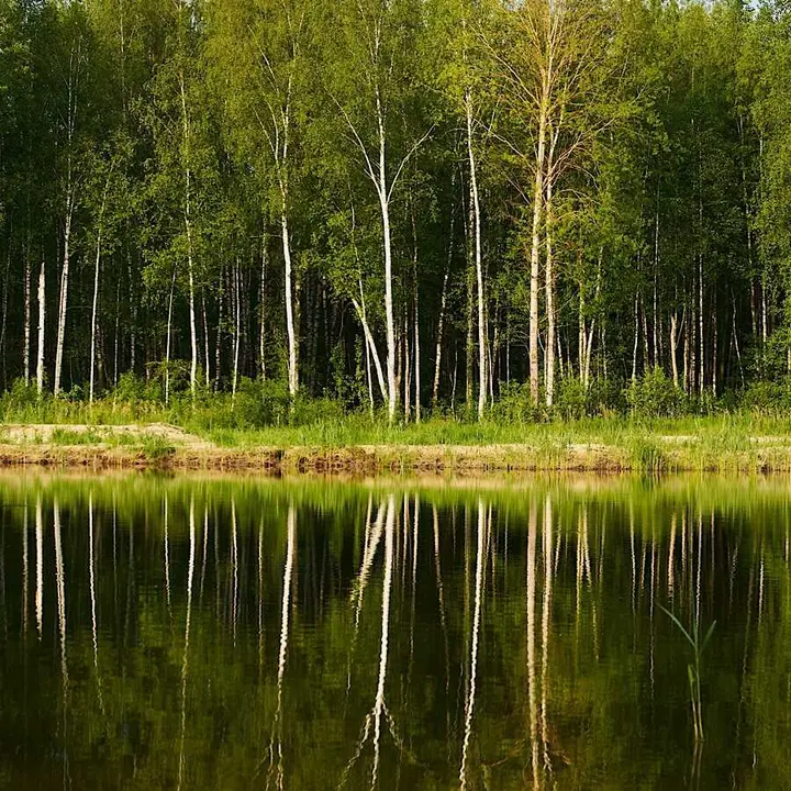 Красный Огорок: Домик в соснах