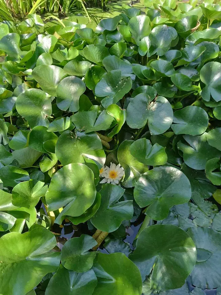 Новоотрадное: Гостевой дом "Парк-отель Казантип-Центр" на Азовском море