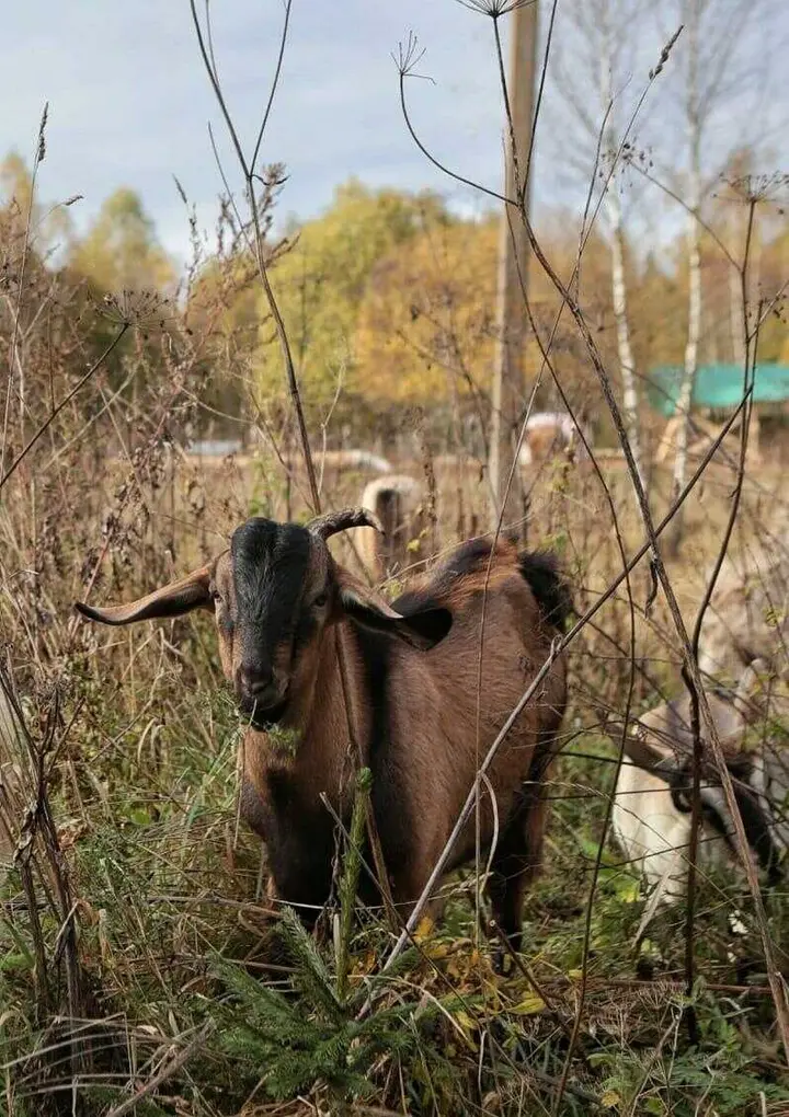Волоколамск: Оленья ферма Бэмби Лэнд