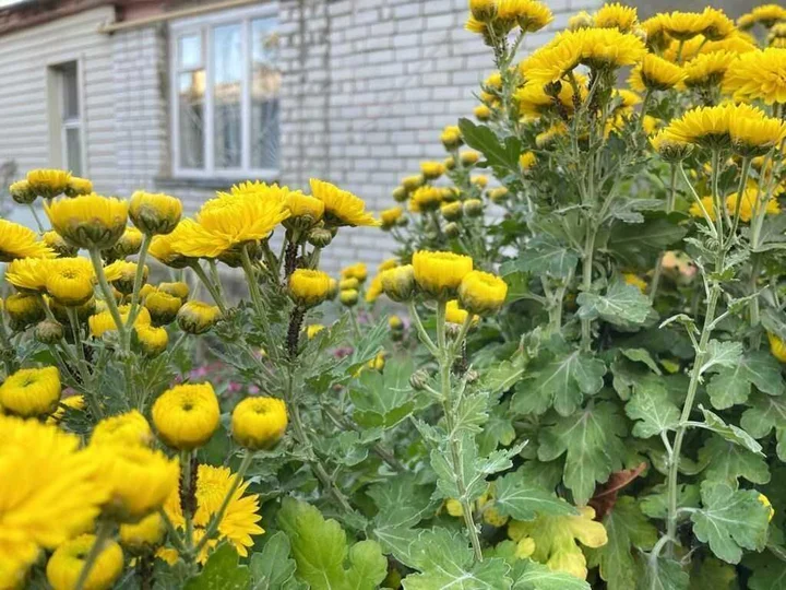 Ессентуки: Квартира в центре города около парка