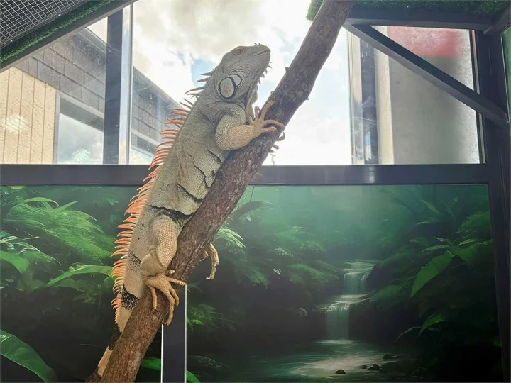 Элекмонар: Игуана Бутик Отель