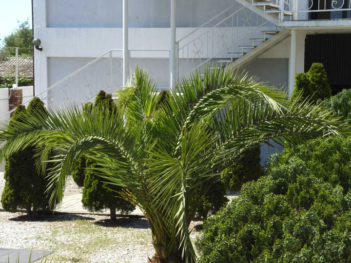 Верхняя Эшера: Отель "Palm Hotel"