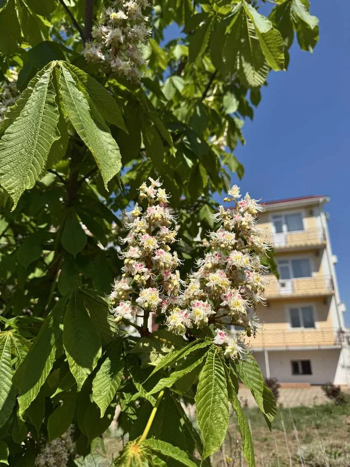 Николаевка: Вилла "Солка"